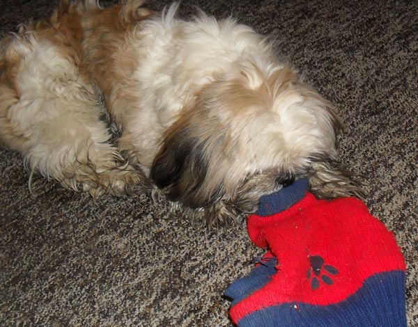 shitzu Rimavská Sobota