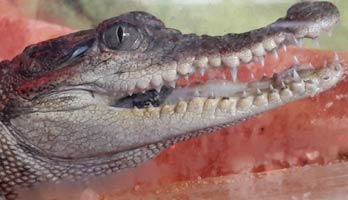 krokodil-siamsky