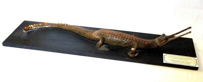 Dermoplastický preparát gaviála indického