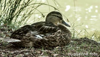 kacka-ilustracne-foto1