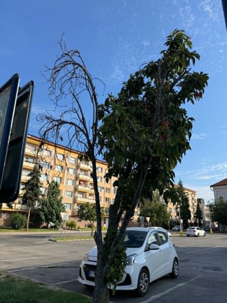 Stromy v Rimavskej Sobote