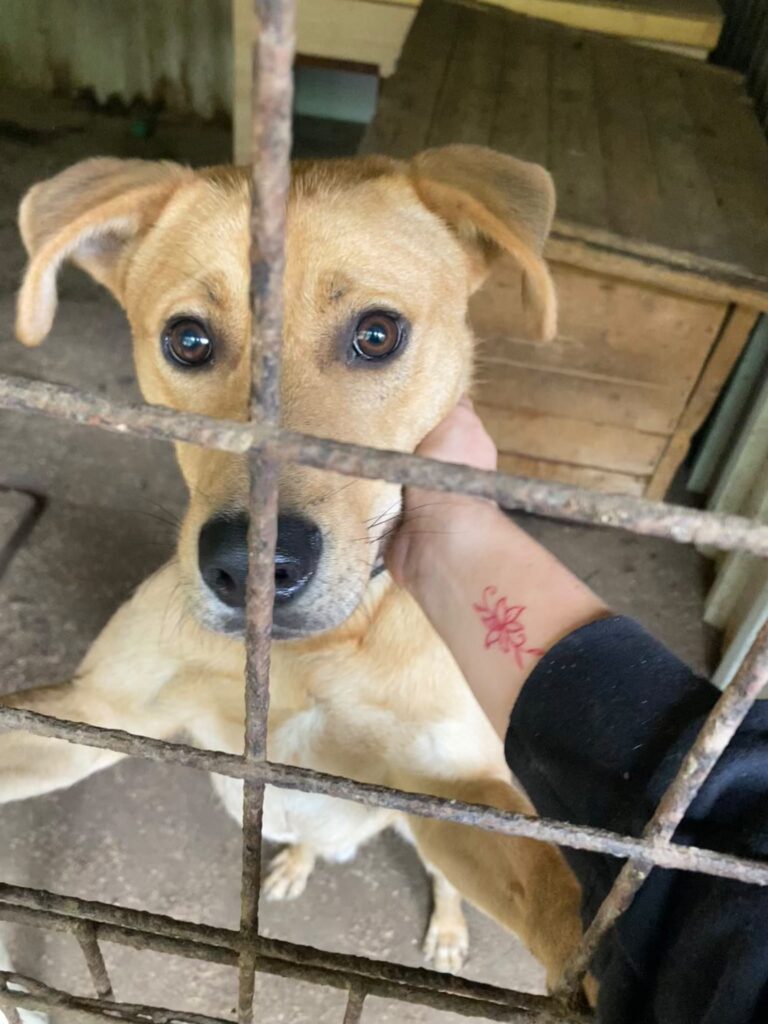 Psy čakajúce na adopciu v útulku Šťastné labky vo Fiľakove