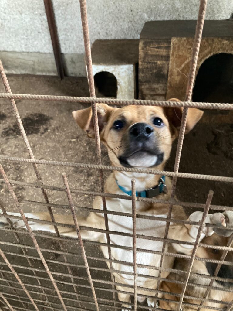 Psy čakajúce na adopciu v útulku Šťastné labky vo Fiľakove