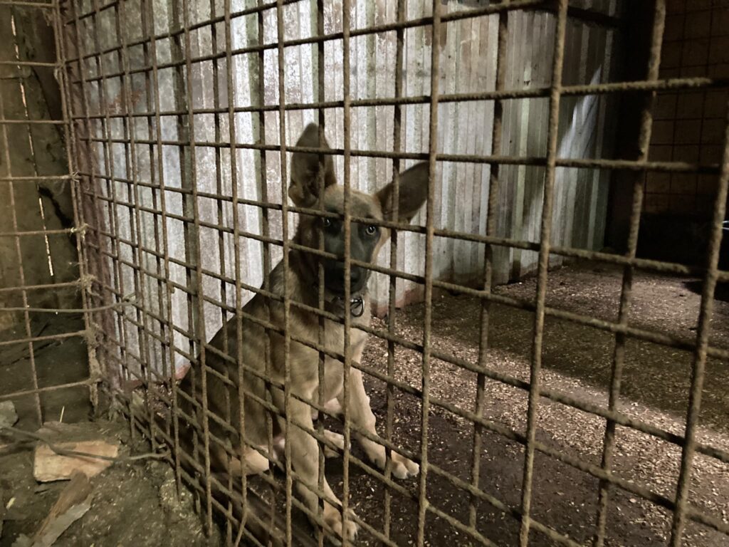 Psy čakajúce na adopciu v útulku Šťastné labky vo Fiľakove