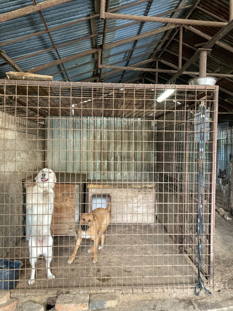 Psy čakajúce na adopciu v útulku Šťastné labky vo Fiľakove