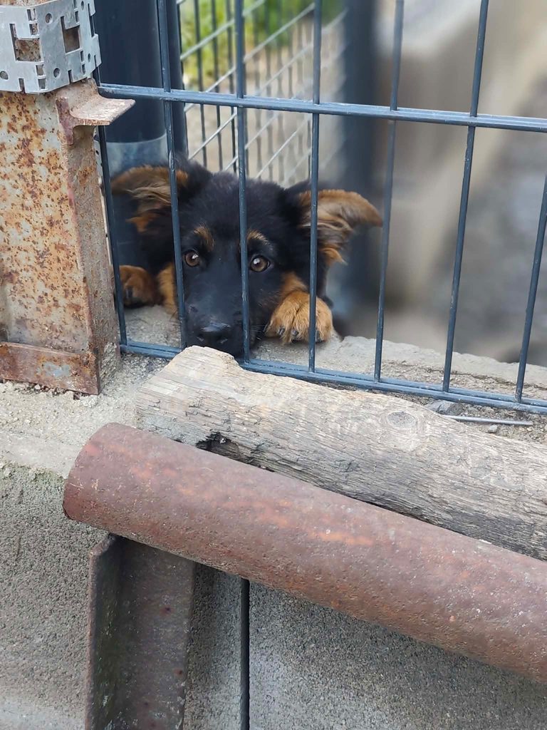 Deň otvorených dverí v útulku Šťastné labky vo Fiľakove