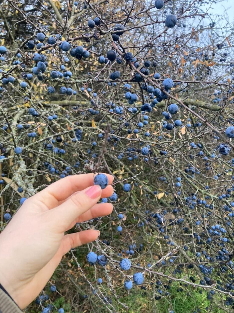 Zrelé modré trnky na kríku počas jesenného zberuZrelé modré trnky na kríku počas jesenného zberu