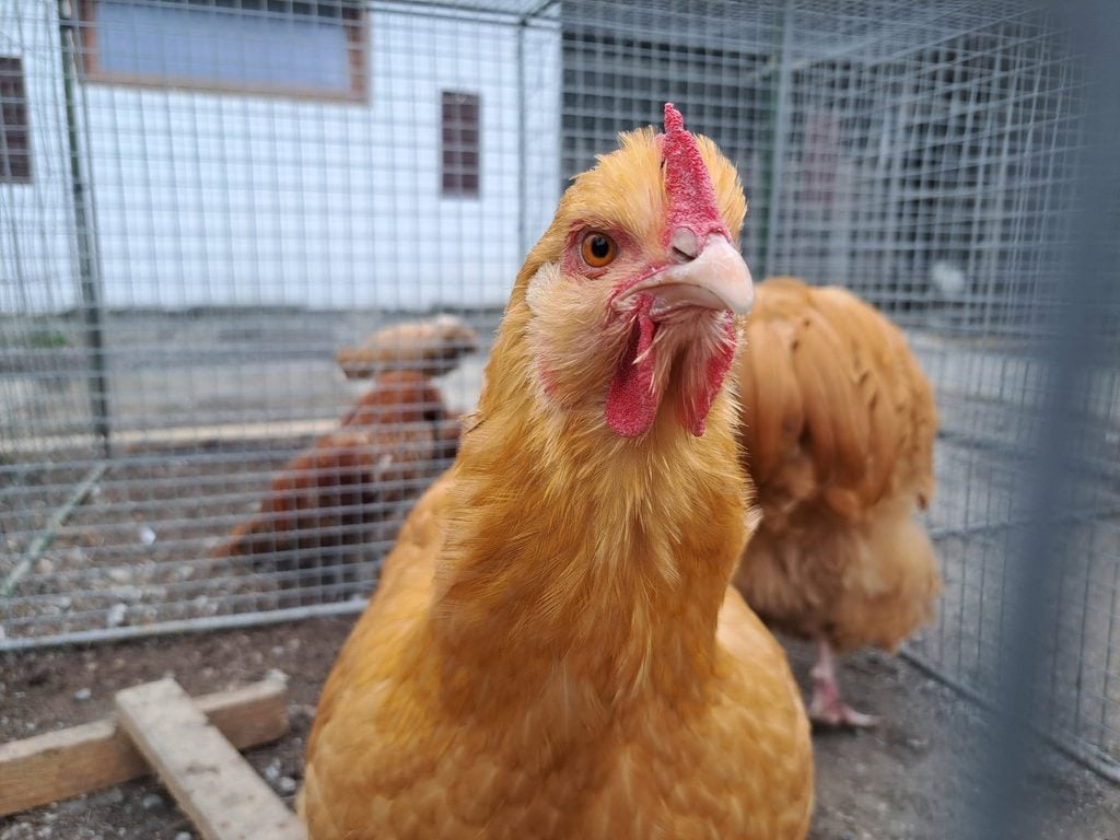 sliepka výstava hydiny Čerenčany