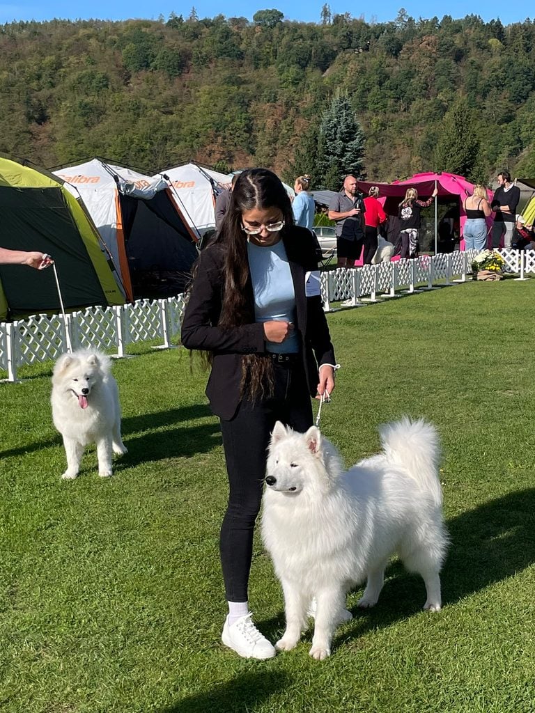 samojed na vástave v čerenčanoch